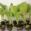 Cabbage Seedling Hybrid F1
