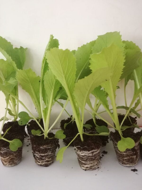cs Cabbage Seedling Hybrid F1