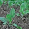 Cauliflower Seedling F1 Hybrid