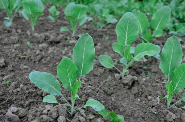 cseed Cauliflower Seedling F1 Hybrid