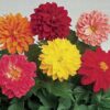 Dahlia variabilis – Early Bird Mix