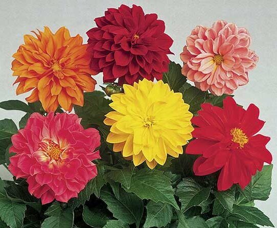 dahlia-early-bird-mix Dahlia variabilis – Early Bird Mix
