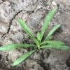 Dianthus Seedling Hybrid F1 Corona Series Mix