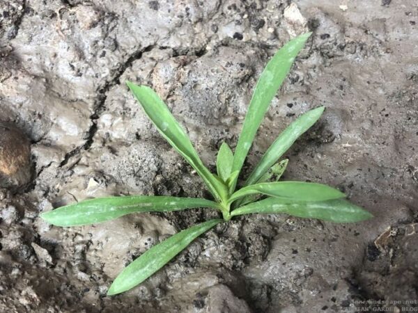 dis Dianthus Seedling Hybrid F1 Corona Series Mix