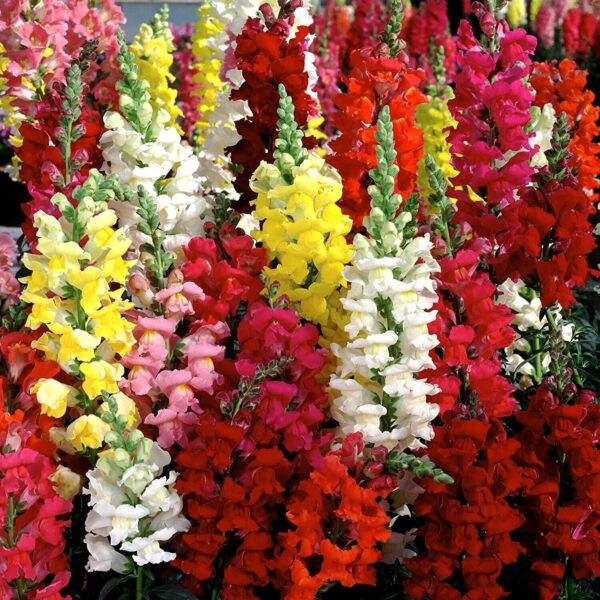 ANTIRRHINUM ANTIRRHINUM