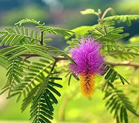 Bakain Tree Seed