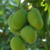 Dussehri Mango Grafted Plant