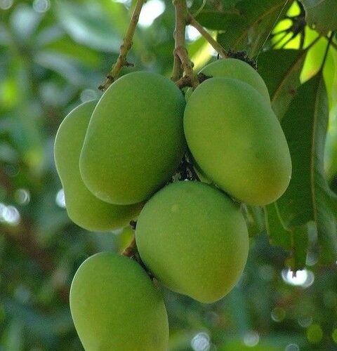 Dussehri Mango Grafted Plant