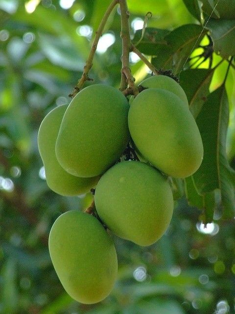 dussehri Dussehri Mango Grafted Plant