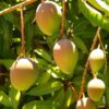 Dussehri Mango Grafted Plant
