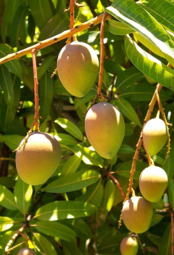 dussehri2 Dussehri Mango Grafted Plant