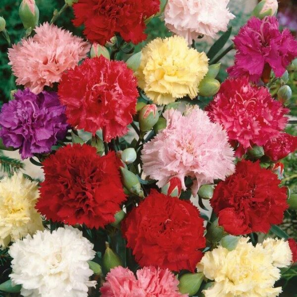 carnation