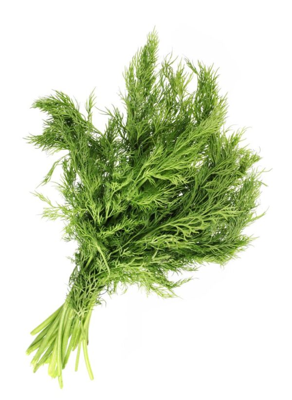 Green fennel leaf isolated on white background Fennel Leaf Seed