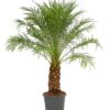 Fenix Palm (Phoenix)