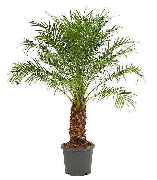 fenix Fenix Palm (Phoenix)