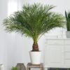 Fenix Palm (Phoenix)