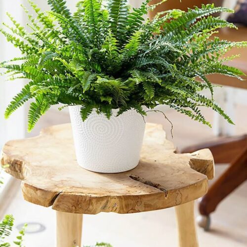 Fern Plant