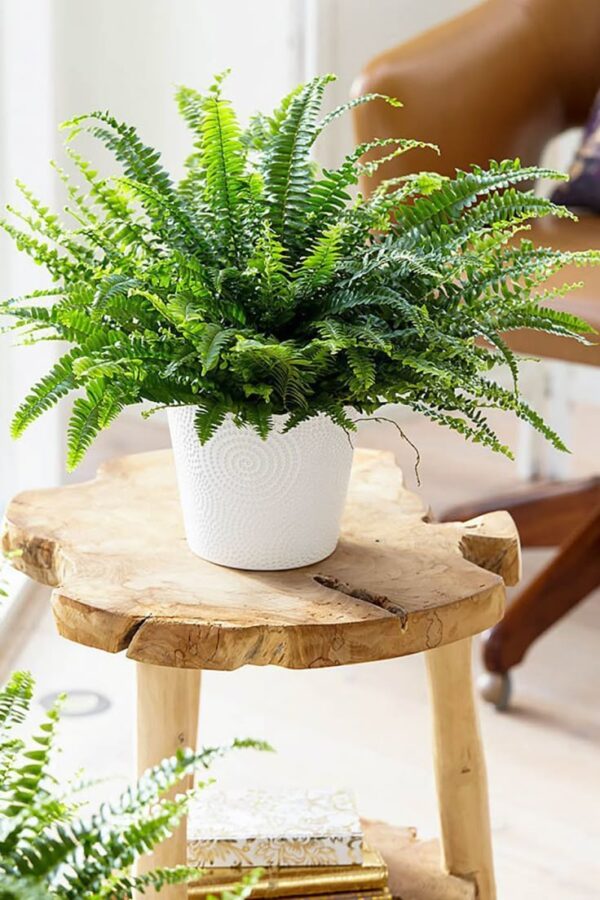 fern1 Fern Plant