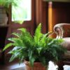 Fern Plant