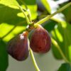Turkish Brown Fig (Anjeer) Airlayered Plant