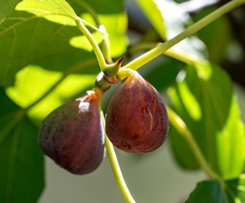 Turkish Brown Fig (Anjeer) Airlayered Plant