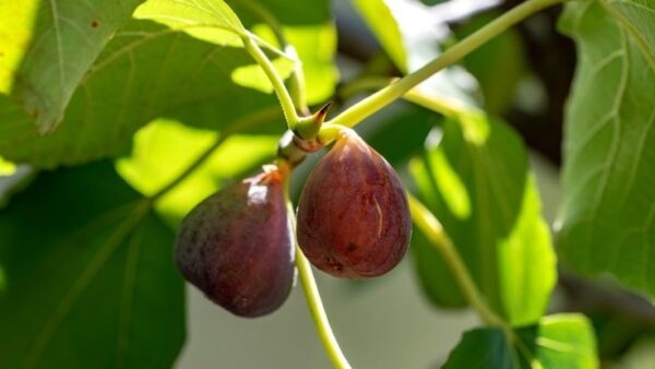 Turkish Brown Fig (Anjeer) Airlayered Plant