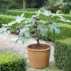 Turkish Brown Fig (Anjeer) Airlayered Plant