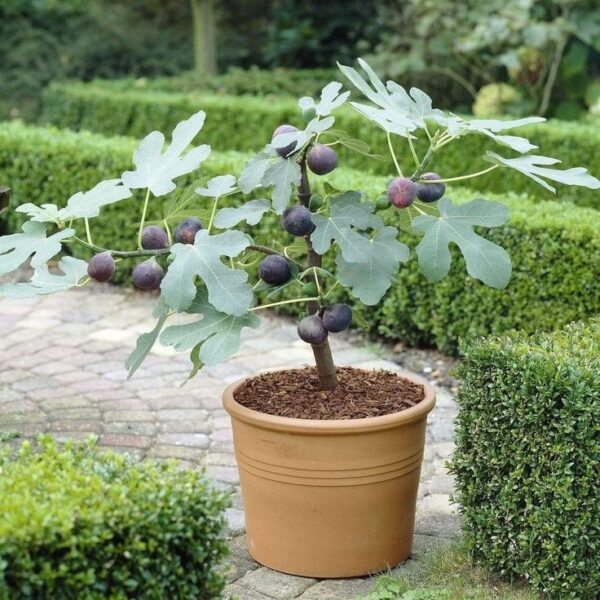 Turkish Brown Fig (Anjeer) Airlayered Plant