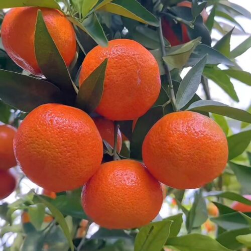 Fruiter Grafted Plant