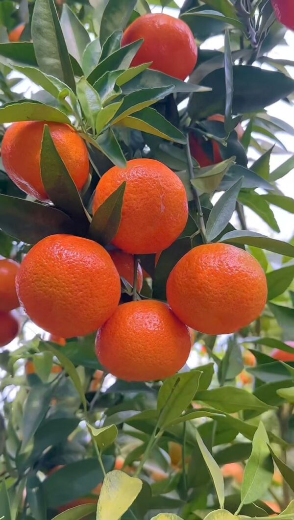 fru Fruiter Grafted Plant
