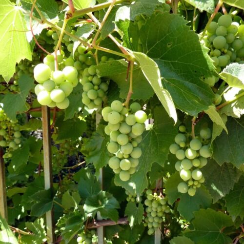 Sunder Khani Grapes Plant Vine (Angoor)