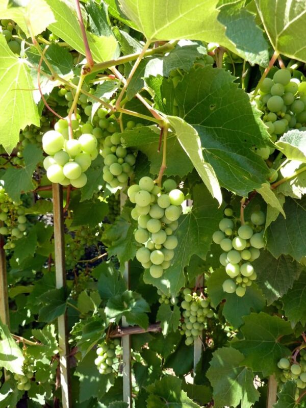 g1 Sunder Khani Grapes Plant Vine (Angoor)
