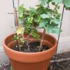 Sunder Khani Grapes Plant Vine (Angoor)