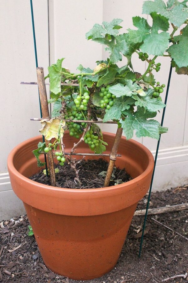 g2 Sunder Khani Grapes Plant Vine (Angoor)