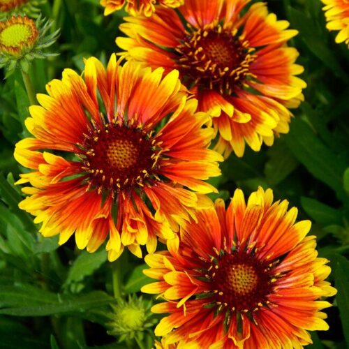 Gaillardia flower seeds