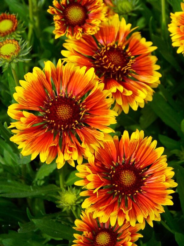 gall Gaillardia flower seeds