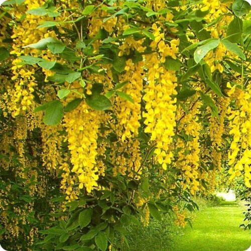 Golden Chain Tree