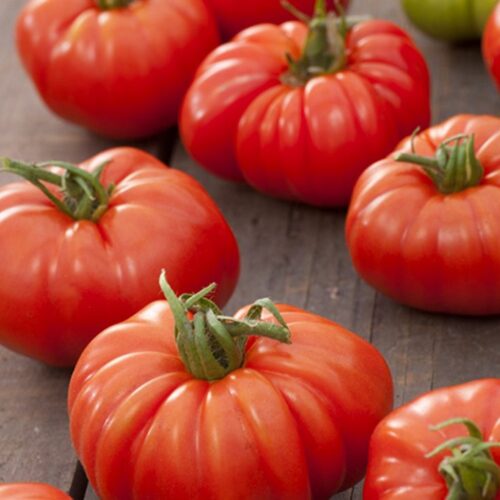 Tomato Gourmet Slicing F1 Hybrid Seeds