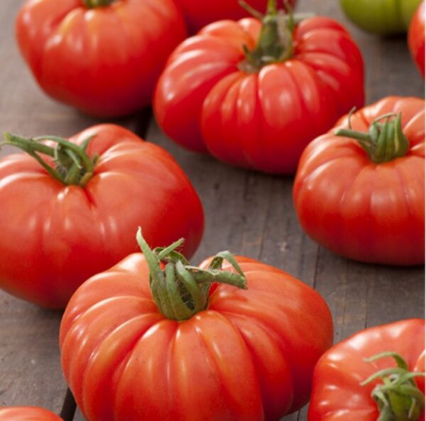 gourmet Tomato Gourmet Slicing F1 Hybrid Seeds