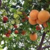 Grapefruit grafted Plant