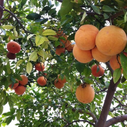 Grapefruit grafted Plant