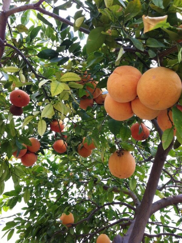 gp Grapefruit grafted Plant