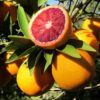 Grapefruit grafted Plant