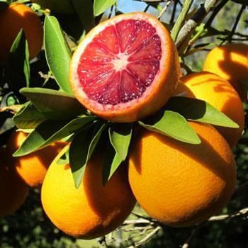 gp1 Grapefruit grafted Plant