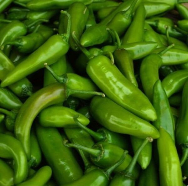 jalapen Jalapeno Mexican Pepper Hybrid F1 Seeds