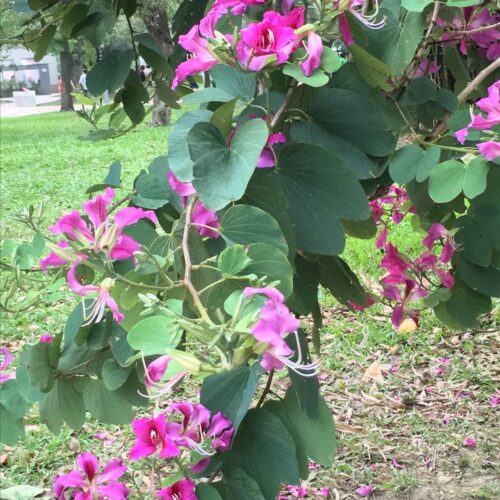 Kachnar Tree Seed