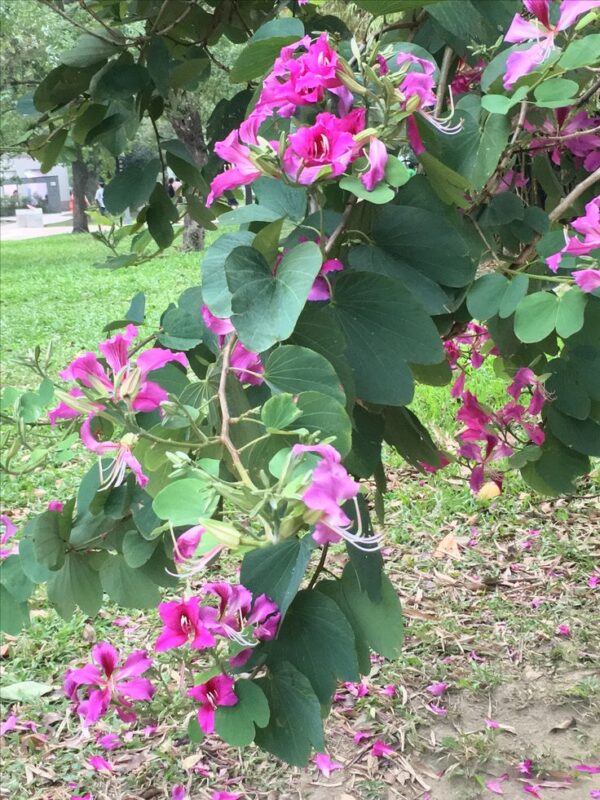 kac Kachnar Tree Seed