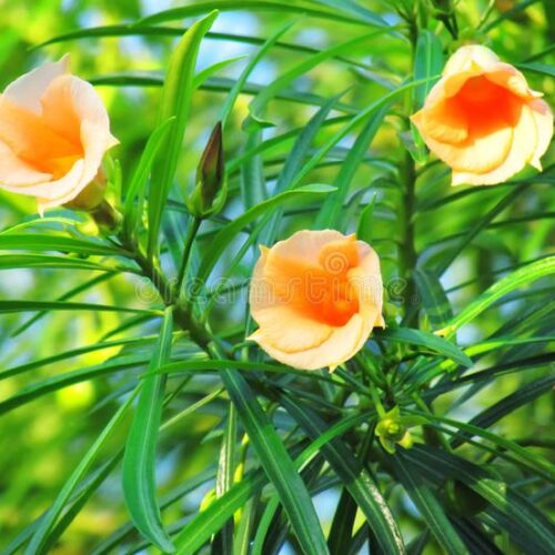 Kaner Orange Tree Seed