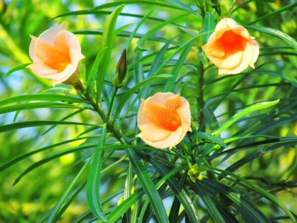 kan Kaner Orange Tree Seed