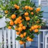Kinu Grafted Plant